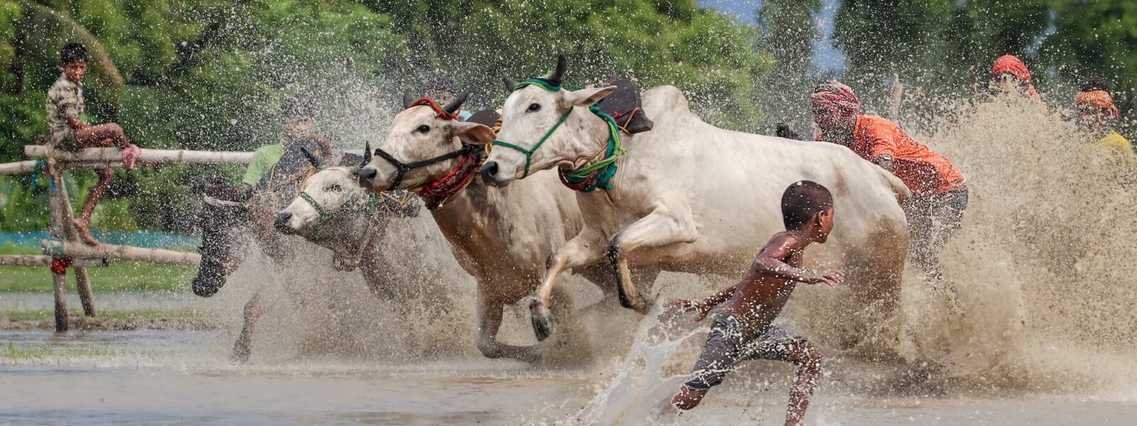 Cows and boys in the shallows of a river