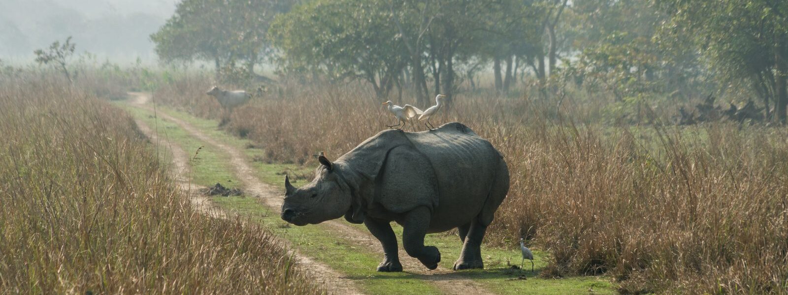 Bird on rhino at Kaziranga National Park